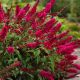Buddleja davidii Royal Red-Butterfly Bush in 9 cm Pot
