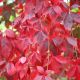 Parthenocissus quinquefolia - Virginia Creeper - Plant in 10.5 cm Pot