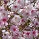 Prunus incisa Kojo-no-mai - Fuji Cherry - Plant in 2 L Pot