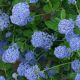 Ceanothus Skylark - California Lilac - Plant in 5 L Pot