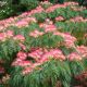 Albizia julibrissin Rosea - Silk Tree - Plant in 9 cm Pot