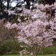 Prunus x subhirtella. Autumnalis Rosea - Winter Cherry, Plant in 1 L Pot