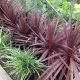 Cordyline Australis Red Star-Cabbage Palm in 9 cm Pot