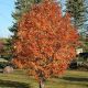 Sorbus aucuparia Rossica Major -Mountain Ash, Grafted in 3 L Pot