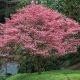 Cornus Florida Red Giant-American Dogwood Grafted in 1.3L Pot