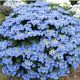 Hydrangea macrophylla Blaumeise - Hydrangea - Plant in 3 L Pot