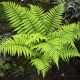 Dryopteris wallichiana - Wallich's Wood Fern - Plant in 2 L Pot