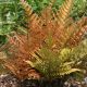 Dryopteris erythrosora-Japanese Shield Fern in 9 cm Pot