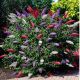 Buddleja Tricolour - Buddleia Butterfly Bush Plant in 3 L Pot