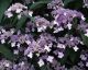 Hydrangea aspera Villosa - Rough Leaved Hydrangea - Plant in 9cm Pot