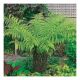 Dicksonia Antarctica - Tree Fern - Plant in 10 L Pot