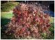 Cornus Florida Pendula - American Dogwood Grafted - Plant in 5 L Pot