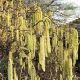Corylus avellana Contorta - Corkscrew Hazel, Grafted Plant in 9 cm Pot