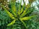 Mahonia x Media Winter Sun - Oregon Grape - Plant in 2 L Pot