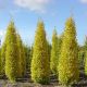 Ginkgo biloba Menhir - Maidenhair Tree Grafted - Plant in 1 L Pot