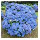 Hydrangea macrophylla Renate Steiniger - Hydrangea, Plant in 12 cm Pot