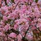 Viburnum x bodnantense Dawn - Arrowwood - Plant in 2 L Pot