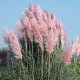 Cortaderia selloana Pink Feather -Pampas Grass in 1 L Pot