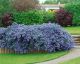 Ceanothus thyrsiflorus VAR repens - Creeping Blue Blossom - Plant in 9 cm Pot