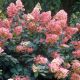 Hydrangea paniculata Pink Diamond - Paniculate Hydrangea - Plant in 2 L Pot