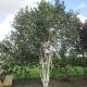 Betula utilis Jacquemontii - Multi Stem Silver Birch - Plant in 1 L Pot