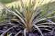 Cordyline Australis Torbay Dazzler-Cabbage Palm in 9 cm Pot
