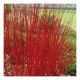 Cornus alba Sibirica Variegata-Dogwood in 9 cm Pot