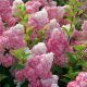Hydrangea paniculata Vanille Fraise - Hydrangea - Plant in 2 L Pot
