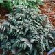 Athyrium niponicum Metallicum - Japanese Painted Fern - Plant in 9 cm Pot