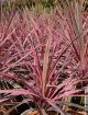 Cordyline Australis Southern Splendour - Pink Cabbage Palm - Plant in 9 cm Pot