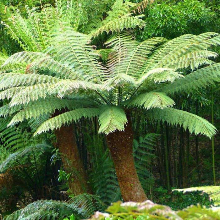 Ferns